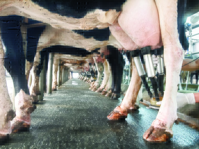 Машинное доение коров используют на больших фермах