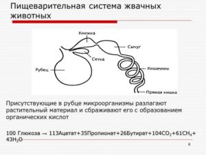 Переход пищевода в желудок рисунок гистология