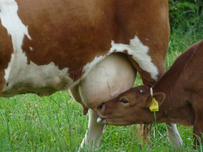 Вымя коровы