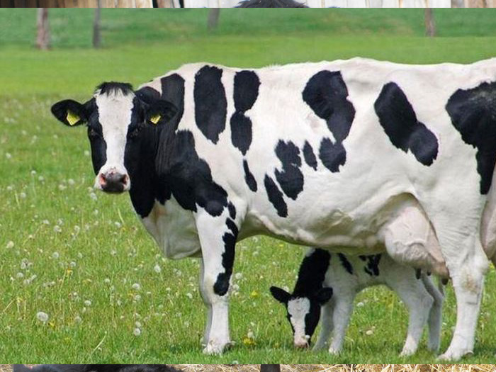 Коровы после стельного периода