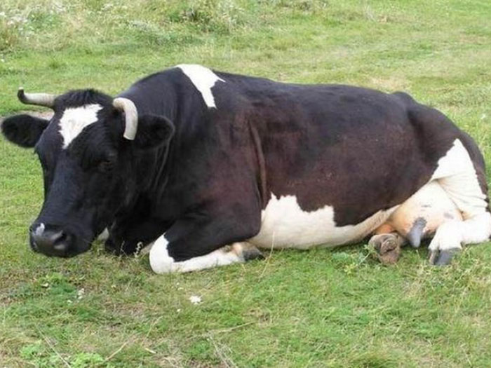 Корова лежит на траве
