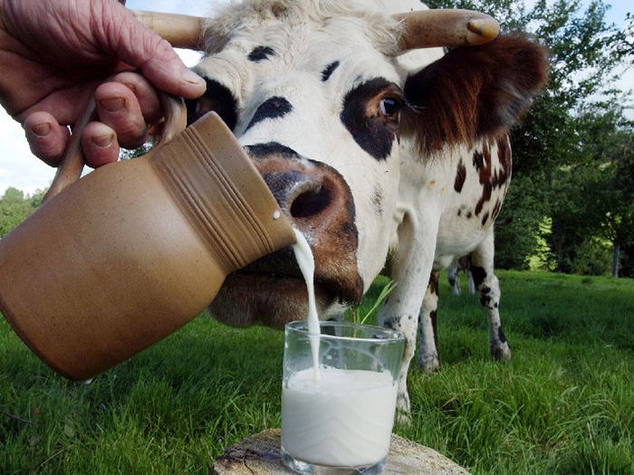 Стакан молока и корова