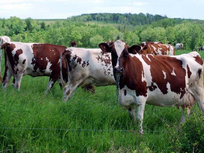 Три коровы на пастбище