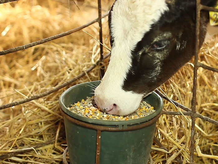 Поедание коровой дробленки