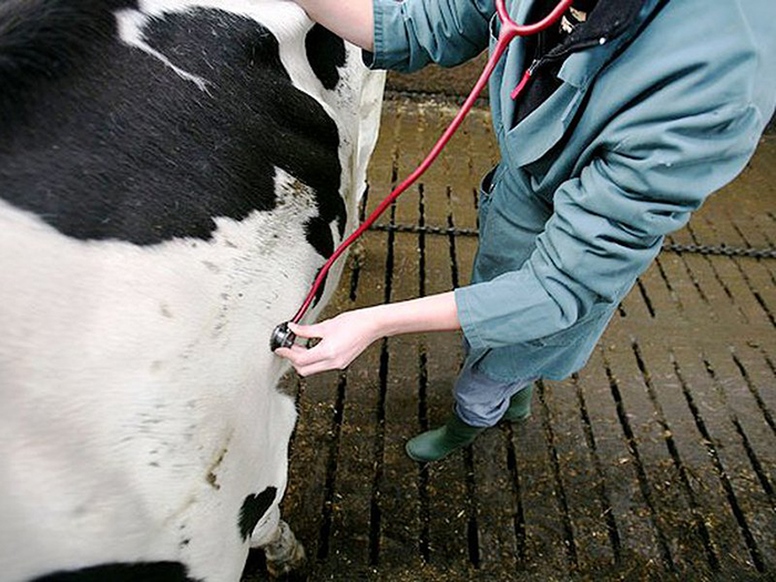 Осмотр коровы ветеринаром
