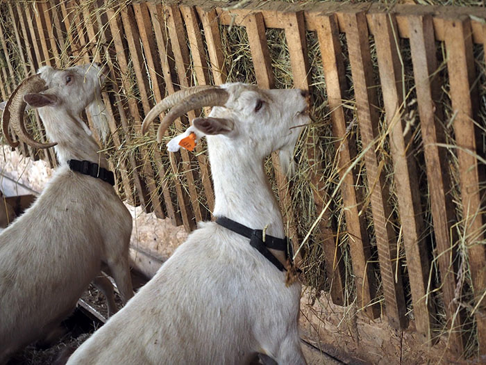 Две козы едят солому