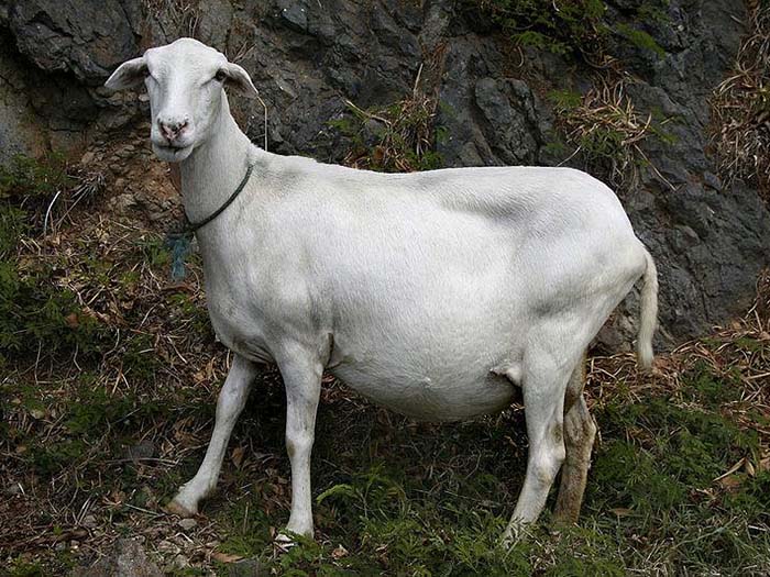 Белая беременная коза