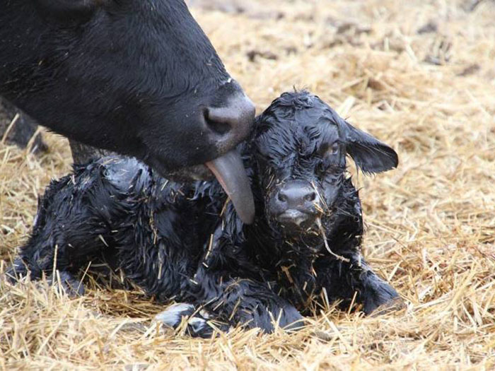 Новорожденный черный теленок