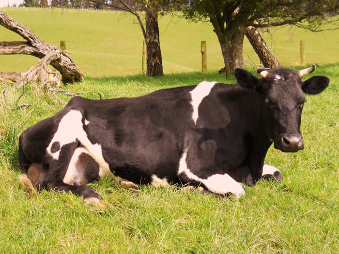 Лежачая на траве корова