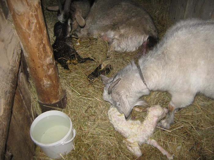 Козы с новорожденными козлятами