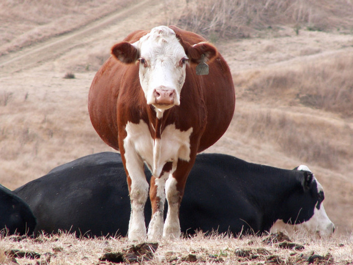 Содержание беременных коров в сухостойный период влияет на потомство