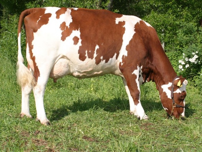 Корова симментальской породы