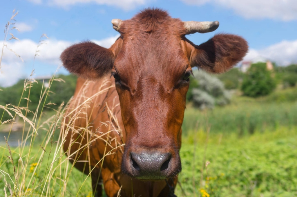 Красногорбатовская корова: описание, фото и характеристика породы .