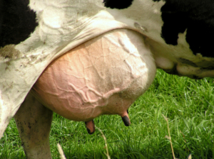 Все о мастите у коров: причины и симптомы, виды и диагностика, лечение и профилактика