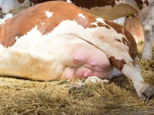 Мастит у коров: причины, симптомы, способы лечения